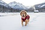 Comment Choisir le Bon Manteau d'Hiver pour Votre Chien